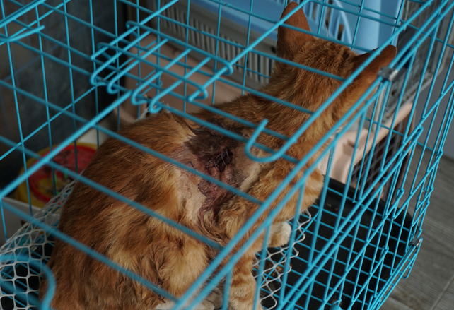 猫肉按每斤4块5充当猪羊肉，张家港市警方果断截获千余只猫