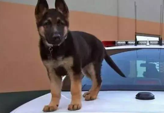 这只小警犬也太可爱了吧，坏人都被萌翻了