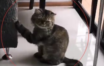 猫咪在客厅大声呼救，宠主急忙跑来，仔细一看笑到扶墙