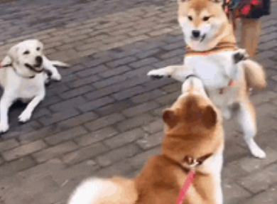 拉布拉多都爱看戏吗？又一只拉拉一本正经的看着两只柴犬打架