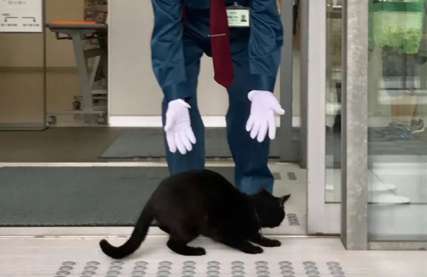 硬闯4年美术馆的日本小猫咪终于进去了！？门卫大叔不屑一笑：就这？