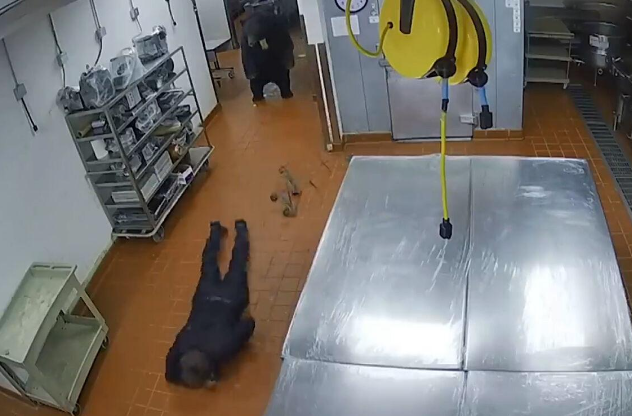 黑熊闯入厨房觅食，一掌拍飞壮汉保安，伤人的动物只能安乐死吗？