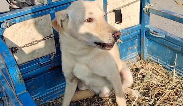 280块！凶猛看家犬被夹上狗肉车，发现狗狗一动不动，狗主笑道：夹毁了