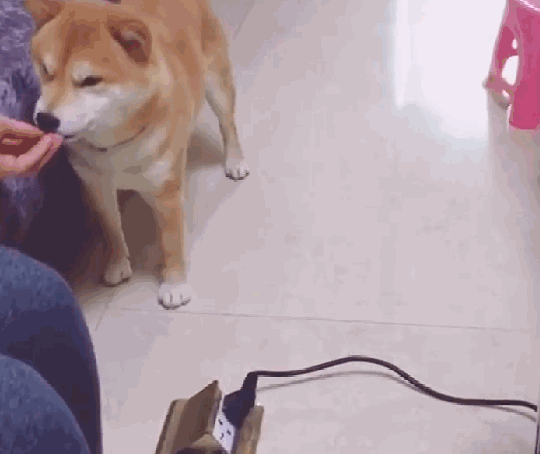 柴犬被地插电嘴，主人假装手也被电，狗子的举动暖心了…… 