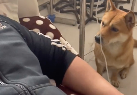 男子生病在医院打点滴，狗狗一脸担心陪在他身边，忠诚的田园犬！