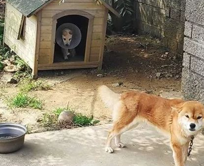 重伤幼犬突然闯入家中，柴犬不仅把窝让给它，还站在门外守护！