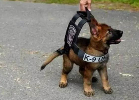 这只小警犬也太可爱了吧，坏人都被萌翻了