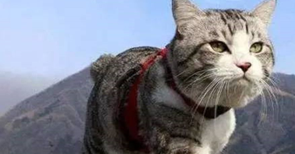 猫咪“离家出走”后，为什么再也回不来呢？这几点让人很心酸