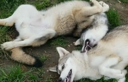 二哈成功带偏狼犬，罗威纳没眼看了，常因不够变态与你们格格不入