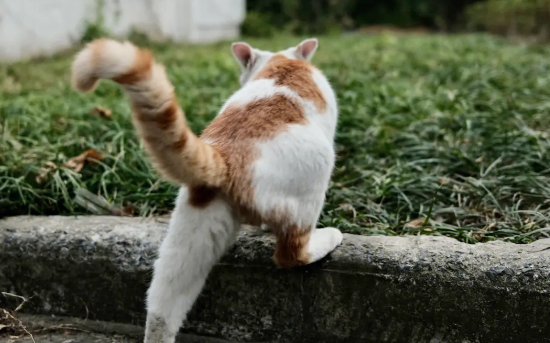 怀孕母猫被困树上，生下小猫全摔死
