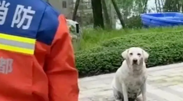 拉布拉多都爱看戏吗？又一只拉拉一本正经的看着两只柴犬打架