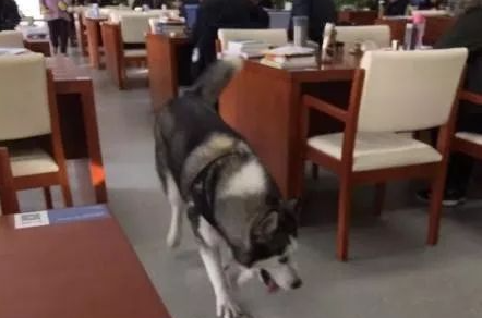 哈士奇犯二闯进了警察学院，不停的套近乎，却被保洁阿姨无情拖走