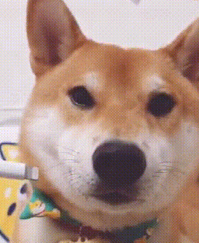 铲屎官给柴犬“充电”，狗狗那甜美一笑太治愈了，心都要萌化了！ 