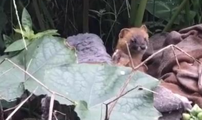 奶奶收养20多只流浪猫，自从来了一位不速之客后，小猫接连失踪