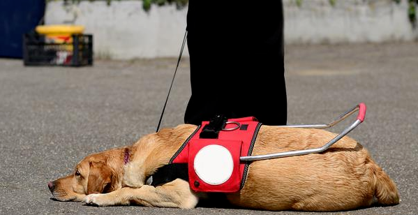 香港一导盲犬在商场内晕倒去世，引发社会对视障者和导盲犬的关注和反思
