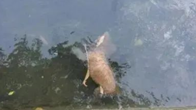 流浪狗刚享受几小时温暖，就被活活打死，扔进了排水沟