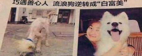 女孩捡了只丑八怪狗回家，被各种嫌弃，1年后它竟变成治愈系天使