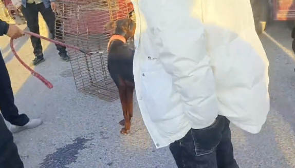 转眼间，瘦小看家犬就卖给了狗贩子，狗贩：一天喂它一盆麸子也不会这么瘦
