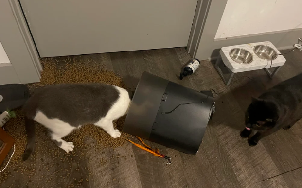 猫咪花11年为主人打磨艺术栏杆，主人很感动...猫：不用谢，我会继续努力的！
