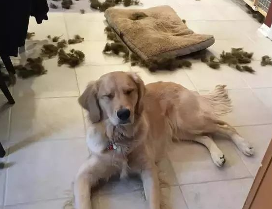 给柴犬买了一个狗窝，几分钟后…主人：不是这样用的啊！