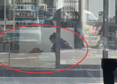 主人只开了风扇，嫌热的金毛跑去对面店里蹭空调，狗：热坏了呀！