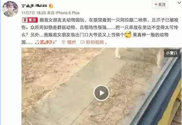 哈士奇成功打入狼群内部，还成功当上了狼王，并把狼群智商带跑偏