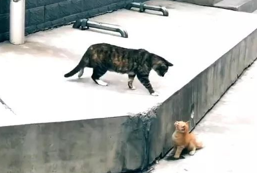 流浪猫的真实生活，为了小猫安全，猫妈妈愿意付出任何代价