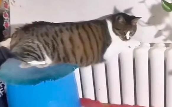 猫咪因太胖爬不上暖气，后腿猛捯超心酸…网友：那条腿不上去是不冷吗？