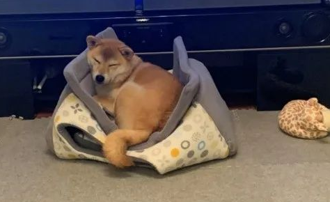 给柴犬买了一个狗窝，几分钟后…主人：不是这样用的啊！