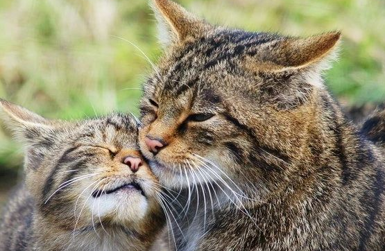 英国野外拍到罕见野猫，野生个体仅剩约35只，83万人请愿保护它们