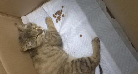 邂逅一只乖巧的流浪猫，花光了一个月生活费，该救治还是安乐死