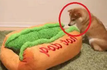 主人给柴犬买了个新窝，下一秒柴柴做出这个举动，让人笑喷