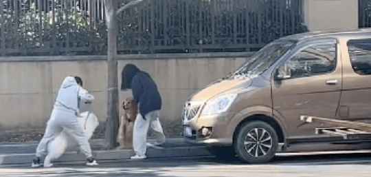 萨摩耶和金毛碰面准备打架，女主人骑上去就是几拳，安静了