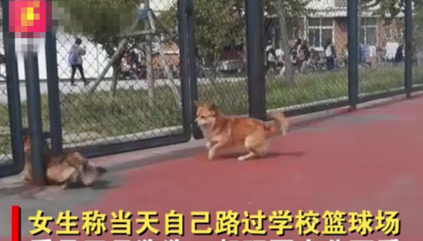 山东一狗狗因体型丰满，只能无奈绕远路，小姐姐笑出鹅叫