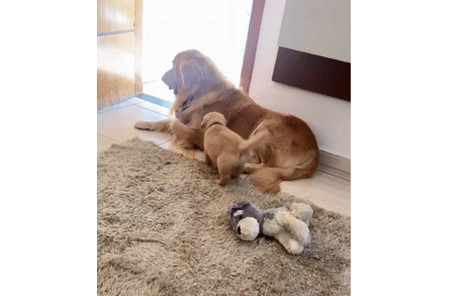狗崽被猫咪霸占，金毛妈妈犹豫了一下居然走了：算了，反正生的多！