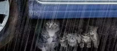 流浪的它们只想有个遮风挡雨的地方，并无太多奢望