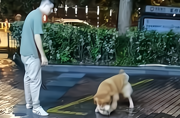 浙江一男子遛狗不牵绳，金毛撕咬流浪狗，主人袖手旁观 