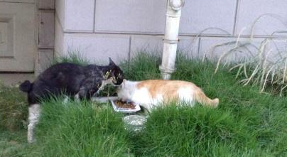 女孩每天在小区喂养流浪猫，却收到居民的一张字条，内容让人心寒