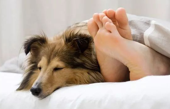 给柴犬买了一个狗窝，几分钟后…主人：不是这样用的啊！