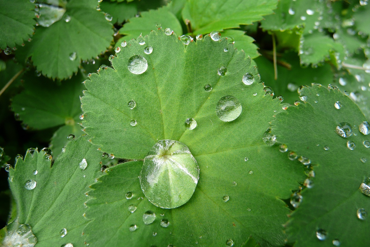 医生回应男孩错把滴水观音当芋头，警惕家庭常见植物背后的健康风险