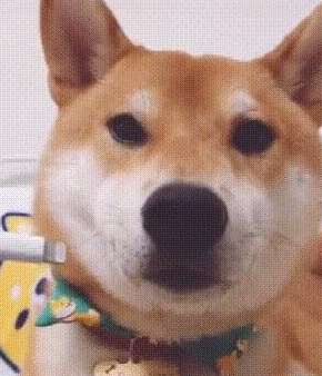 铲屎官给柴犬“充电”，狗狗那甜美一笑太治愈了，心都要萌化了！ 