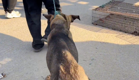 从笼里逃出的看家犬，尽管百般不情愿，但还是被主人亲自送上了狗肉车