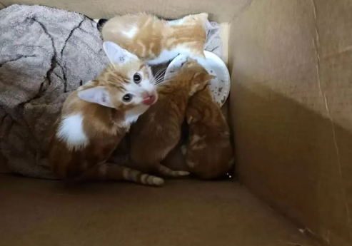 四只小奶猫被装纸箱扔进垃圾桶，差点被闷死