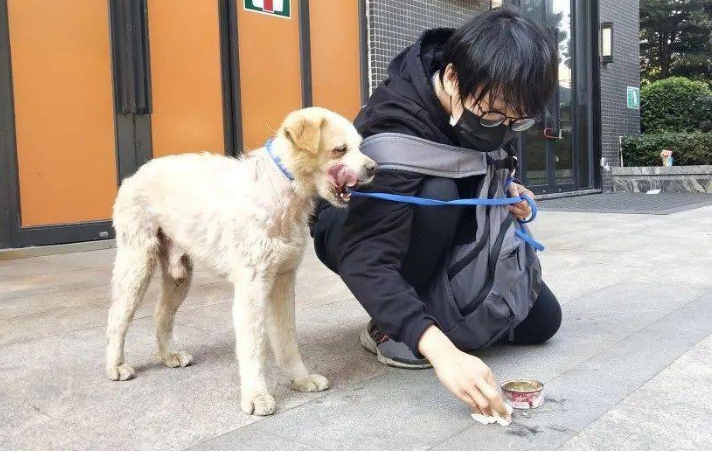 流浪狗救助直播赚钱，这种行为是真善良还是罪恶？