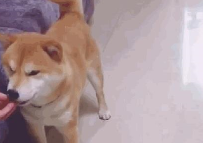 铲屎官套路柴犬，假装触电了，狗子的反应太暖心 