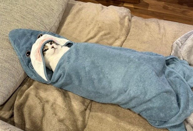 担心猫咪冷，主人就用毯子把猫包起来，网友惊：这就是新品种的鲨鱼猫吗？