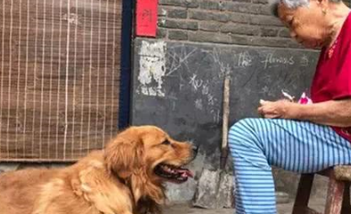 十多斤重的金毛，在奶奶收养下变上百斤！见到前主人都不爱搭理了