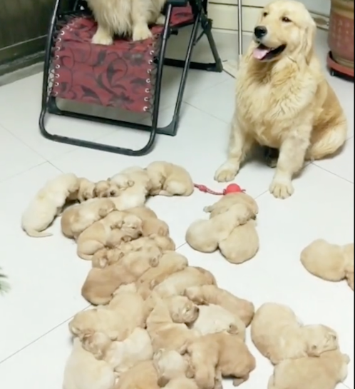 金毛生下了好多只狗宝宝，别人家都是一地鸡毛，自家是一地金毛啊