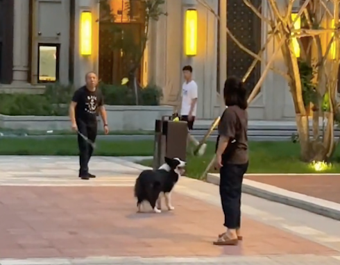 主人在小区里羽毛球，边牧会帮忙去捡球放到球拍上