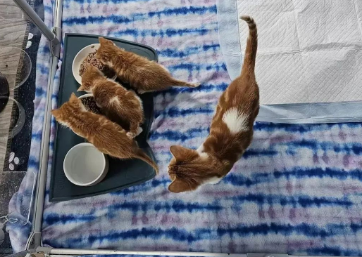 四只小奶猫被装纸箱扔进垃圾桶，差点被闷死